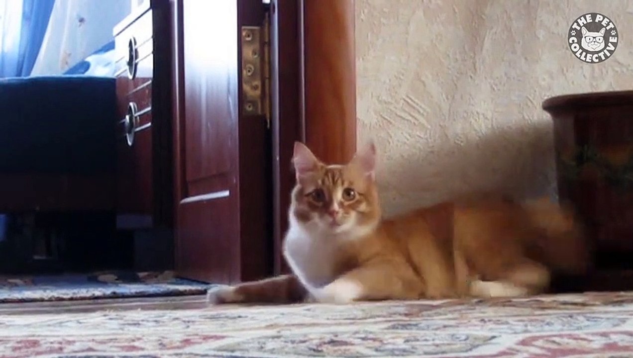 Stage Pets   Funny Pet Compilation