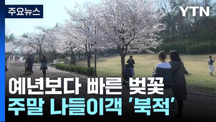 예년보다 빨리 찾아온 벚꽃...곳곳 나들이객으로 '북적' / YTN