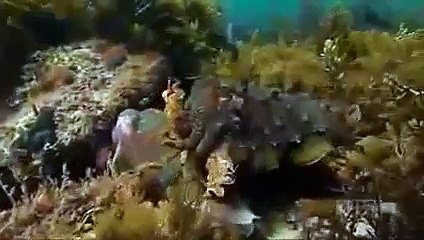 Documentary Amazing Animal Camouflage Best Disguises Wildlife national geographic - histor