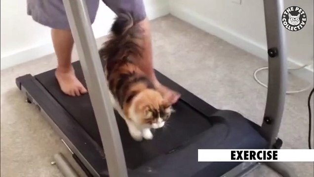 Pets Just Like Us Funny Pet Compilation