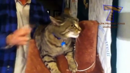 Animals screaming and making funny noises   Funny animal sound compilation PART 2