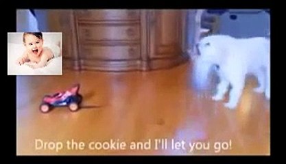 Funny Animal Attacks Amusing Compilation 2014