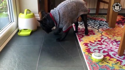 Tech-savvy Pets   Funny Pet Compilation
