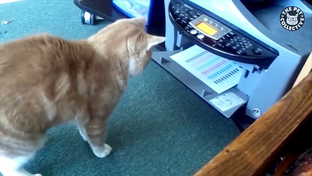 Tech-Challenged Pets Pets vs Technology Funny Pet Compilation