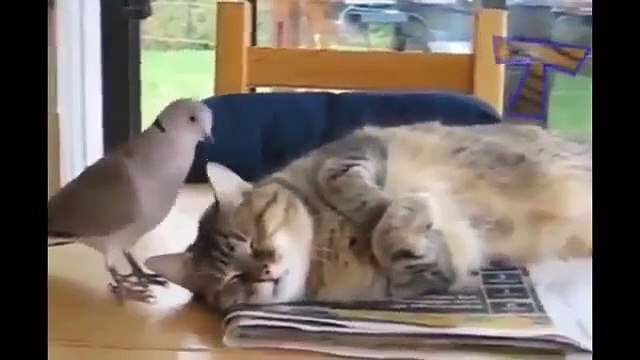 funny animals Video Moments of animal humor