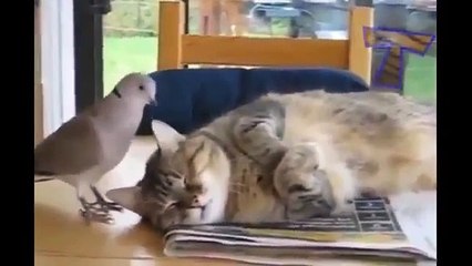 funny animals Video Moments of animal humor