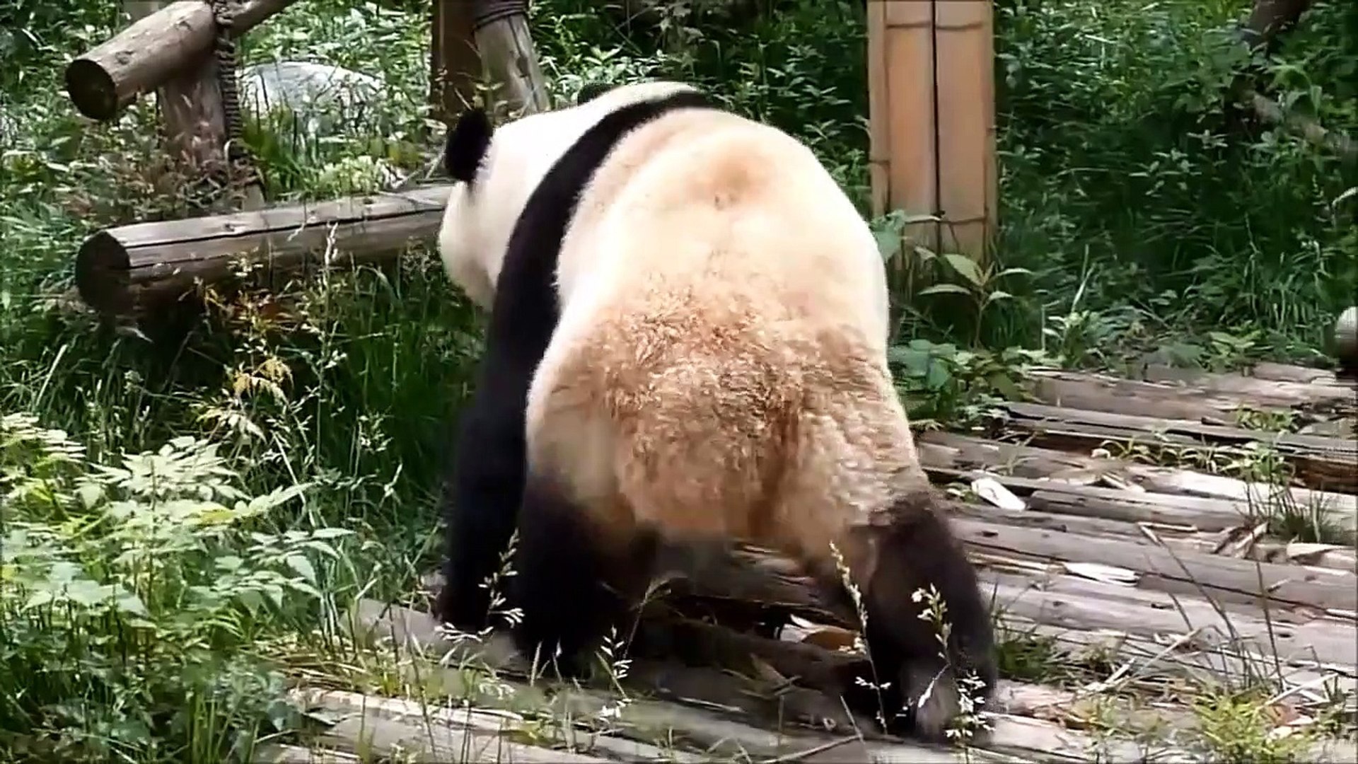 Funny Animals   Funny Animal Videos   Cute Animals   Funny Dogs (5)