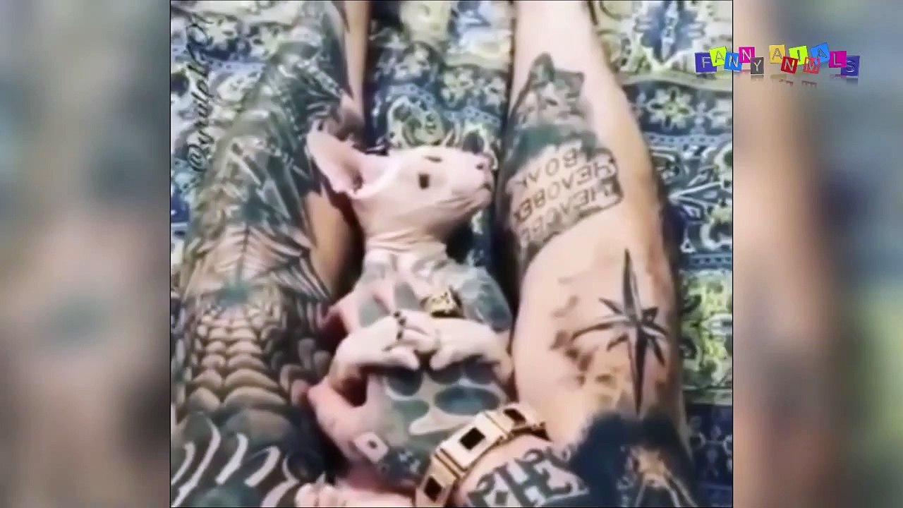 Приколы с животными смешные кошки и собаки. Угарные животные. ДО СЛЁЗ #4