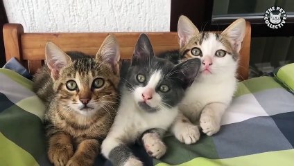 Pets Paying Attention   Funny Pet Compilation (3)