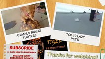 If it fits, I sits - Funny and cute animal compilation