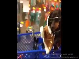 NHỮNG ĐỘNG VẬT HÀI HƯỚC NHẤT 2015   TOP FUNNY ANIMAL 2015 P2