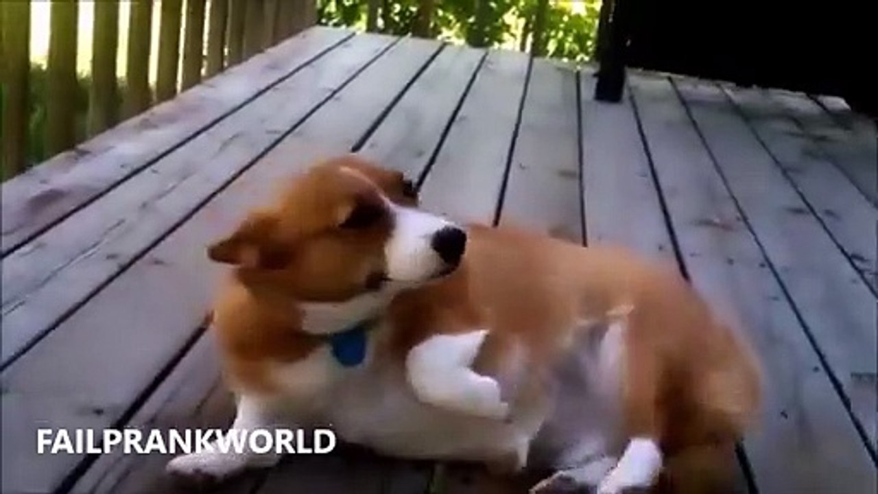 Best Funny Guilty Dogs Compilation