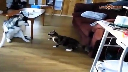 Funny animals video clips  Ultimate, epic animal fails #4