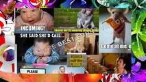 Funny Cats Funny Cat Videos 2015 Funny Animals Videos Funny Cat compilations