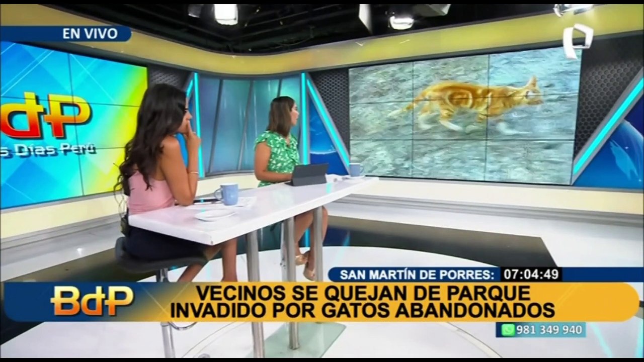 Vecinos de SMP denuncian que parque está invadido por gatos abandonados