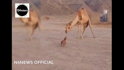 Delightful Moment: Tiny Puppy Gets a Kiss from a Camel. Adorable Clip May Melt Your Heart