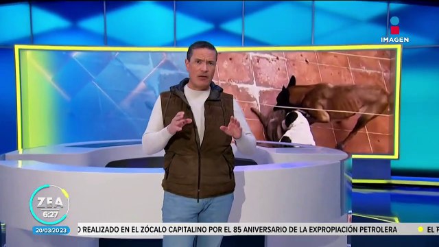 Vecinos denuncian caso de maltrato animal en Veracruz