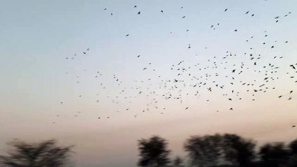 Birds of Sangrur 🐦