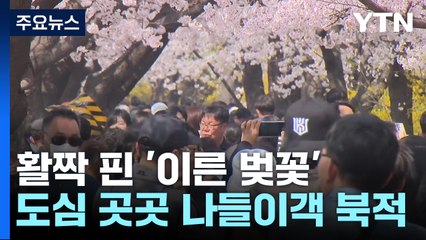 도심 곳곳에 활짝 핀 '이른 벚꽃'..."봄기운 만끽해요" / YTN