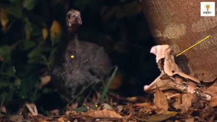 world's dangerous animals top 10 | Dangerous animals on earth | Most dengerous animals for human