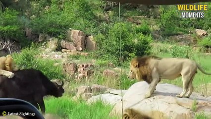 45 Moments Injured Buffalo Trying To Escape From Predator - Wildlife Moments