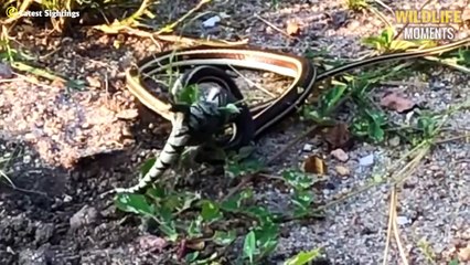 45 Horror Moments Giant Lizard Swallows Everything Caught On Camera