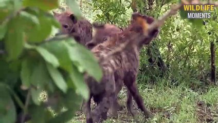 45 Creepy Moments Hyena And Leopard Cannibals @swagwildlifemoments