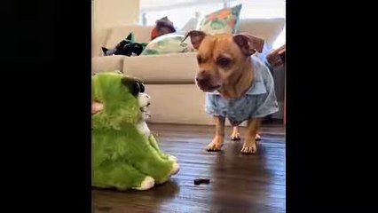 Cute And Funny Pets Try Not To Laugh To These Pets Compilation