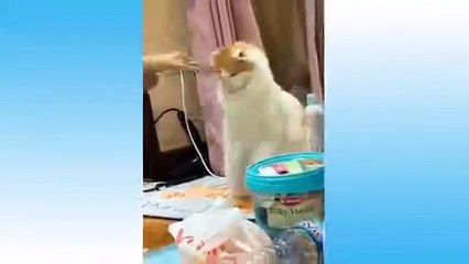 Try Not To Laugh Funny Cats And Dog Reactions