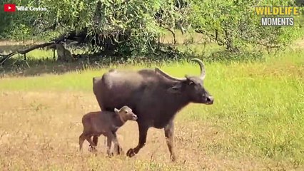 45 Best Moments Leopards Show No Mercy While Hunt - Wildlife Moments