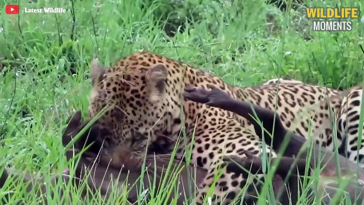 15 Craziest Moments LEOPARD Hunt WARTHOG Wildlife Moments video Dailymotion