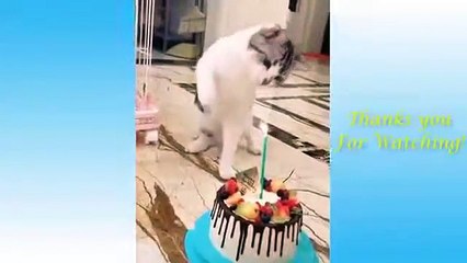Funny and Cute Cat's Life Cats and Owners are the best friends Videos