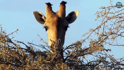 15 Brutal Moments LION vs GIRAFFE You Wish Never Seen - Wildlife Moments