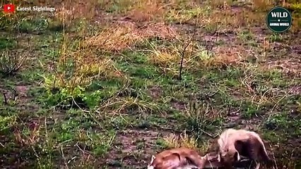 7 Most Brutal Hunting Moments Of Cheetahs   Wild Animal World