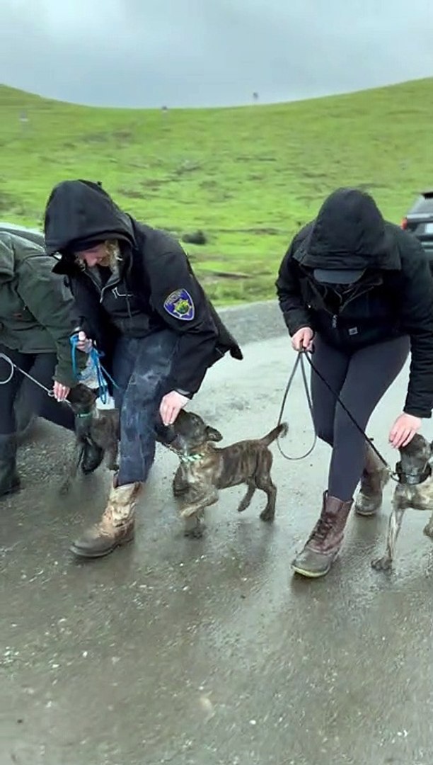 ⁣Police Puppy Dog Training