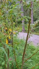 Hiker Has Close Encounter With a Bear