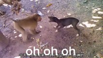 funny video| funny animal videos| funny animal videos try not to laugh|funny monkey videos| funny monkey vs dog| بندر اور کتے کی لڑای