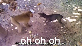 funny video| funny animal videos| funny animal videos try not to laugh|funny monkey videos| funny monkey vs dog| بندر اور کتے کی لڑای