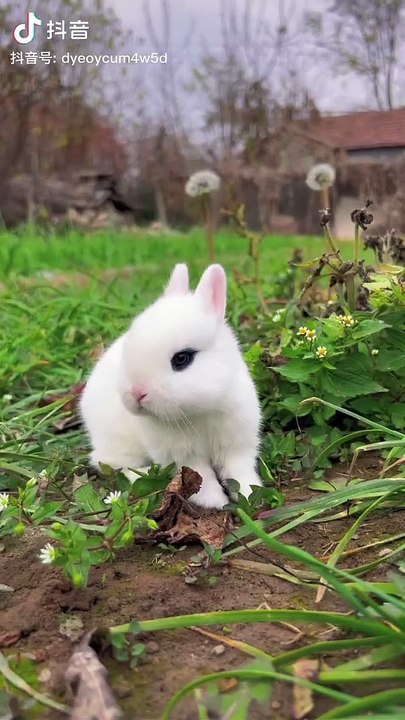 Cute Animal