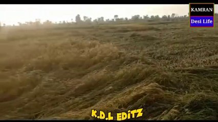 Rain in South Punjab Pakistan _شدید بارش سے فصلیں تباہ _ Kamran Desi Life•786M views • 3 days ago