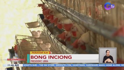 Presyo at supply ng manok sa ilang pamilihan, apektado dahil sa mainit na panahon | BT