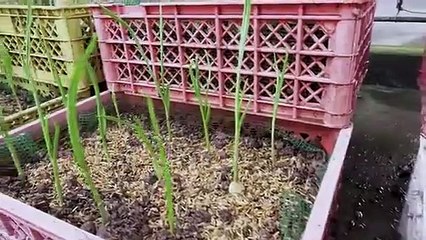 How to grow garlic in plastic bottles with water for many bulbs and large leaves in home