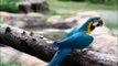 amazing birds parrot #viral #shorts  #videos |kamran desi life