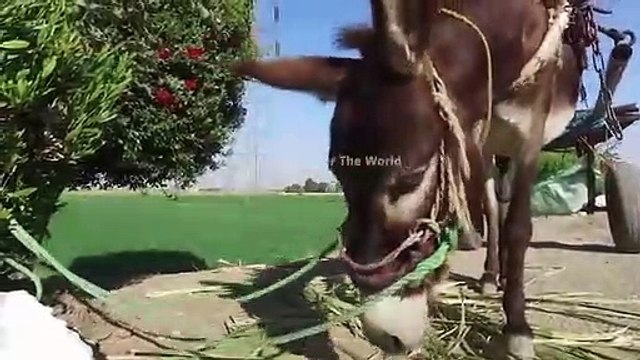 Why ALLAH Created Donkey In Urdu Hindi