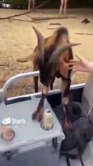 Goat attack on man #viral #shorts #goat | kamran desi life