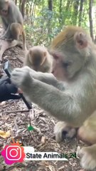 Viral Mankey Video|Mankey Video|Animals Video|Funny Animal's