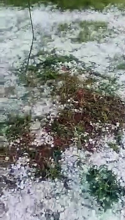 जिले में करीब आधा घंटे गिरे नींबू के आकार के ओल...