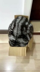 New funny videos 2023 cutest cats and crazy cat videos