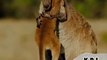 kangaroo loves her child #viral #shorts#kangaroo | kamran desi life