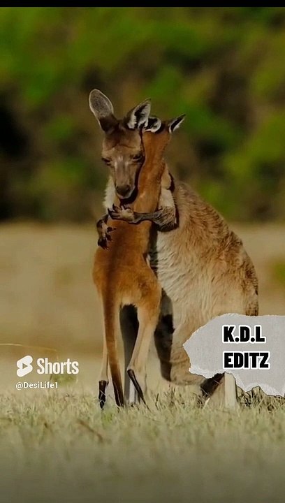 kangaroo loves her child #viral #shorts#kangaroo | kamran desi life